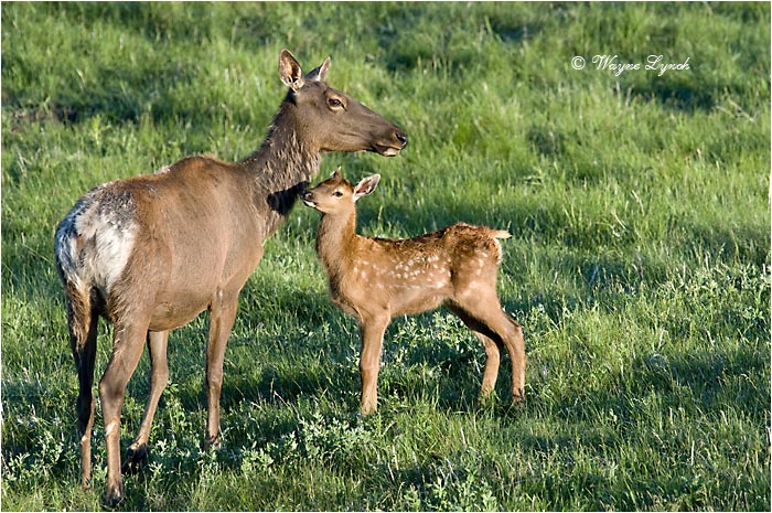 Mother Elk & Calf 103 by Dr. Wayne Lynch ©